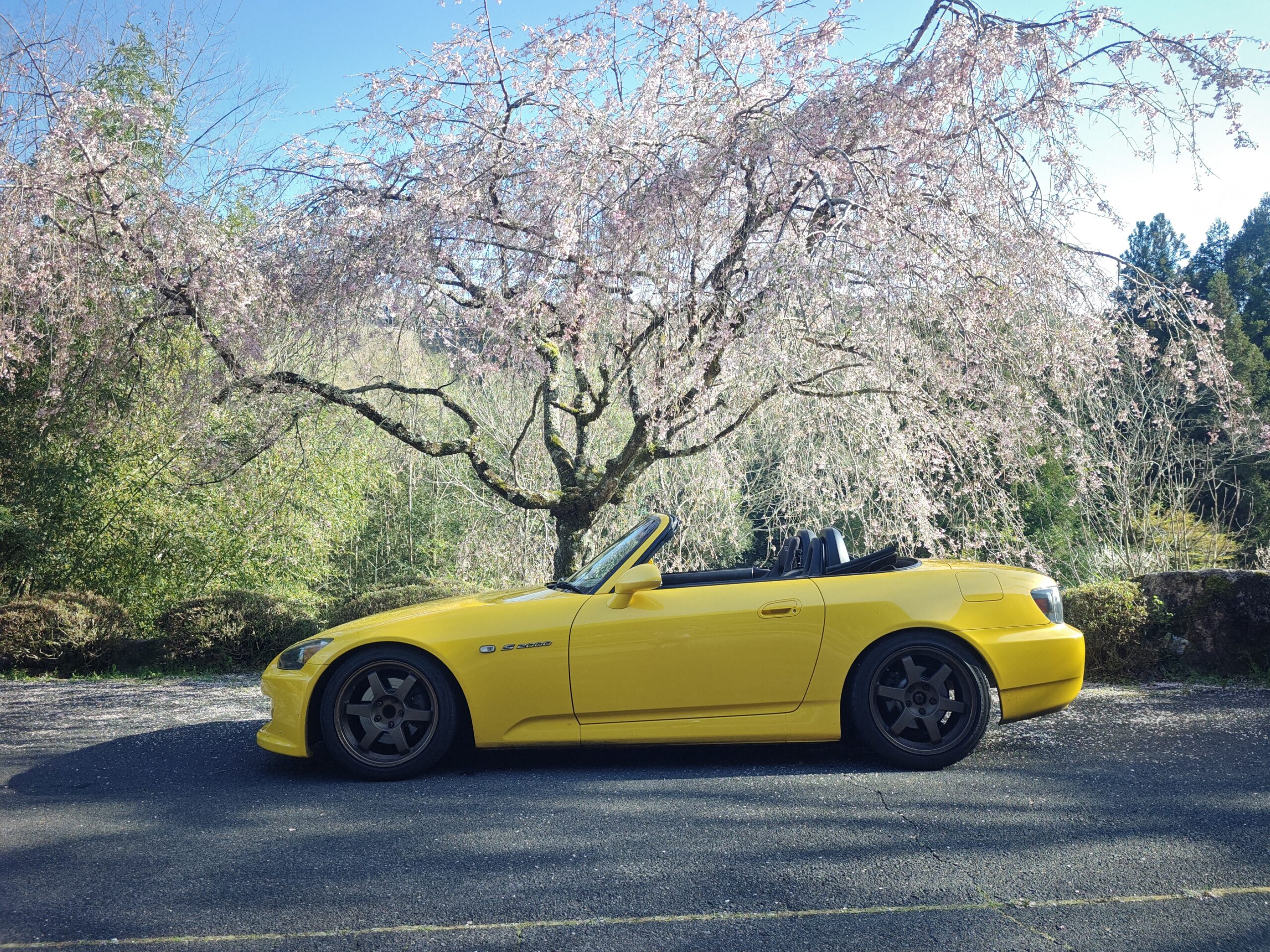 しだれ桜の下に停まる黄色いホンダS2000